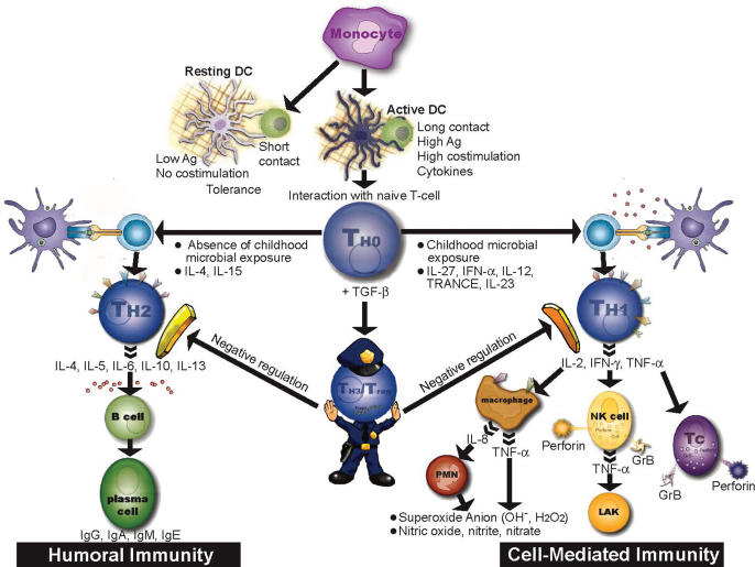 Regulatory T Cells, a Potent Immunoregulatory Target for CAM Researchers: The Ultimate Antagonist (I)